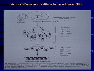 Fatores a influenciar a proliferação das células satélites 