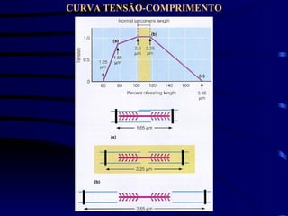 CURVA TENSÃO-COMPRIMENTO 