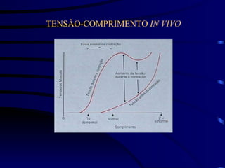 TENSÃO-COMPRIMENTO  IN VIVO 