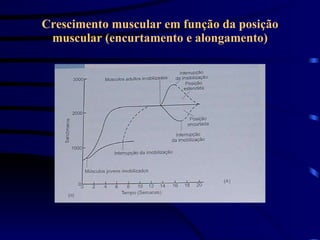 Crescimento muscular em função da posição muscular (encurtamento e alongamento) 