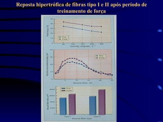 Reposta hipertrófica de fibras tipo I e II após período de treinamento de força 