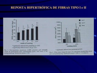 REPOSTA HIPERTRÓFICA DE FIBRAS TIPO I e II 