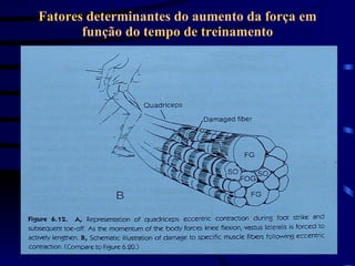 Fatores determinantes do aumento da força em função do tempo de treinamento 