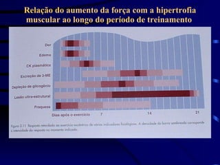 Relação do aumento da força com a hipertrofia muscular ao longo do período de treinamento  