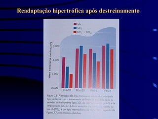 Readaptação hipertrófica após destreinamento  