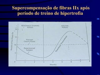 Supercompensação de fibras IIx após período de treino de hipertrofia  