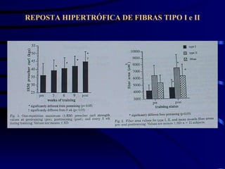 REPOSTA HIPERTRÓFICA DE FIBRAS TIPO I e II 