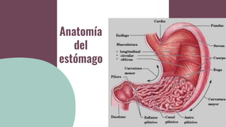 Anatomía
del
estómago
 