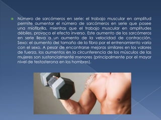  Número de sarcómeros en serie: el trabajo muscular en amplitud
permite aumentar el número de sarcómeros en serie que posee
una miofibrilla, mientras que el trabajo muscular en amplitudes
débiles, provoca el efecto inverso. Este aumento de los sarcómeros
en serie lleva a un aumento de la velocidad de contracción.
Sexo: el aumento del tamaño de la fibra por el entrenamiento varía
con el sexo. A pesar de encontrarse mejoras similares en los valores
de fuerza, los aumentos en la circunferencia de los músculos de las
mujeres son sustancialmente menores (principalmente por el mayor
nivel de testosterona en los hombres).
 