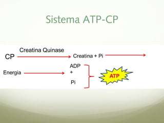 Sistema ATP-CP 
 