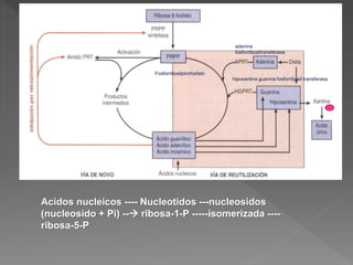 adenina
fosforribosiltransferasa
hipoxantina guanina fosforribosil transferasa
Fosforribosilpirofosfato
Acidos nucleicos ---- Nucleotidos ---nucleosidos
(nucleosido + Pi) -- ribosa-1-P -----isomerizada ----
ribosa-5-P
 