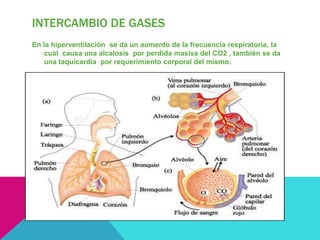 INTERCAMBIO DE GASES
En la hiperventilación se da un aumento de la frecuencia respiratoria, la
    cual causa una alcalosis por perdida masiva del CO2 , también se da
    una taquicardia por requerimiento corporal del mismo.
 