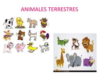 ANIMALES TERRESTRES