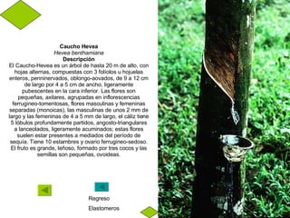 Caucho Hevea Hevea benthamiana Descripción El Caucho-Hevea es un árbol de hasta 20 m de alto, con hojas alternas, compuestas con 3 folíolos u hojuelas enteros, penninervados, oblongo-aovados, de 9 a 12 cm de largo por 4 a 5 cm de ancho, ligeramente pubescentes en la cara inferior. Las flores son pequeñas, axilares, agrupadas en inflorescencias ferrugineo-tomentosas, flores masculinas y femeninas separadas (monoicas), las masculinas de unos 2 mm de largo y las femeninas de 4 a 5 mm de largo, el cáliz tiene 5 lóbulos profundamente partidos, angosto-triangulares a lanceolados, ligeramente acuminados; estas flores suelen estar presentes a mediados del período de sequía. Tiene 10 estambres y ovario ferrugineo-sedoso. El fruto es grande, leñoso, formado por tres cocos y las semillas son pequeñas, ovoideas. Regreso Elastomeros 