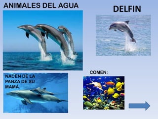 ANIMALES DEL AGUA
DELFIN
 