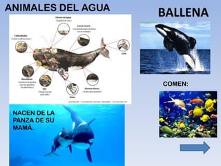 ANIMALES DEL AGUA
BALLENA
 