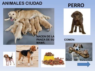 ANIMALES CIUDAD
PERRO
 