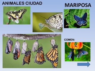 ANIMALES CIUDAD
MARIPOSA
 