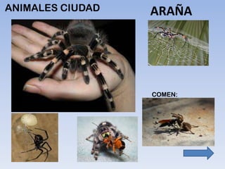 ANIMALES CIUDAD ARAÑA
 
