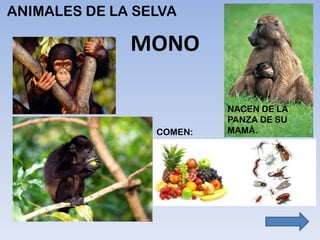 ANIMALES DE LA SELVA
MONO
NACEN DE LA
PANZA DE SU
MAMÁ.COMEN:
 
