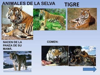 ANIMALES DE LA SELVA TIGRE
NACEN DE LA
PANZA DE SU
MAMÁ.
COMEN:
 