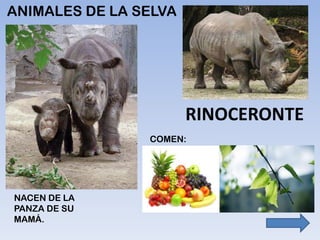 ANIMALES DE LA SELVA
RINOCERONTE
NACEN DE LA
PANZA DE SU
MAMÁ.
COMEN:
 