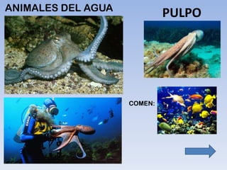 ANIMALES DEL AGUA
PULPO
 