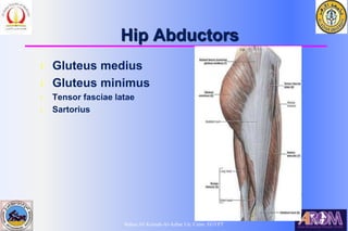 Bahaa Ali Kornah-Al-Azhar Un. Cairo. EGYPT
Hip Abductors
l Gluteus medius
l Gluteus minimus
l Tensor fasciae latae
l Sartorius
 