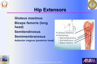 Bahaa Ali Kornah-Al-Azhar Un. Cairo. EGYPT
Hip Extensors
l Gluteus maximus
l Biceps femoris (long
head)
l Semitendinosus
l Semimembranosus
l Adductor magnus (posterior head)
 