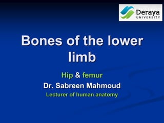 Bones of the lower
limb
Hip & femur
Dr. Sabreen Mahmoud
Lecturer of human anatomy
 