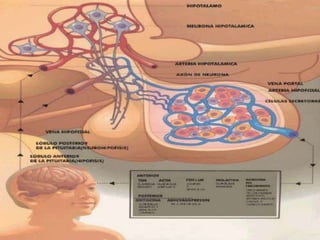 Hipófise anatofisiologia