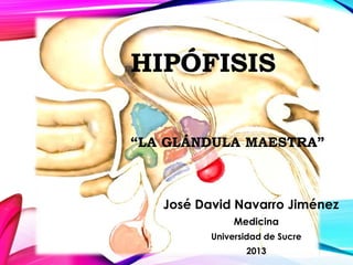 HIPÓFISIS
“LA GLÁNDULA MAESTRA”
José David Navarro Jiménez
Medicina
Universidad de Sucre
2013
 