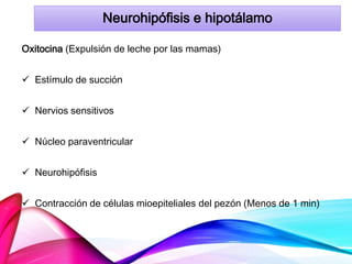 Neurohipófisis e hipotálamo
Oxitocina (Expulsión de leche por las mamas)
 Estímulo de succión
 Nervios sensitivos
 Núcleo paraventricular
 Neurohipófisis
 Contracción de células mioepiteliales del pezón (Menos de 1 min)
 