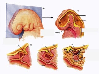 Hipófisis
Embriología
 Adenohipófisis, deriva de la bolsa de Rathke (invaginación del
epitelio faríngeo).
 Neurohipófisis, evaginación del tejido nervioso del hipotálamo.
 