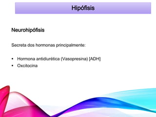 Hipófisis
Neurohipófisis
Secreta dos hormonas principalmente:
 Hormona antidiurética (Vasopresina) [ADH]
 Oxcitocina
 