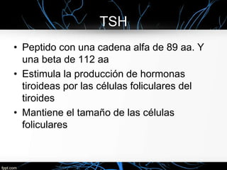 TSH
• Peptido con una cadena alfa de 89 aa. Y
una beta de 112 aa
• Estimula la producción de hormonas
tiroideas por las células foliculares del
tiroides
• Mantiene el tamaño de las células
foliculares
 
