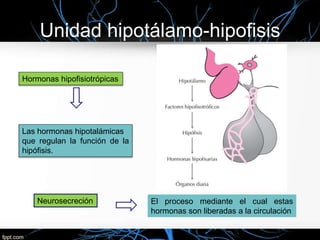 Unidad hipotálamo-hipofisis
Hormonas hipofisiotrópicas
Las hormonas hipotalámicas
que regulan la función de la
hipófisis.
Neurosecreción El proceso mediante el cual estas
hormonas son liberadas a la circulación
 