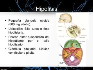 Hipófisis
• Pequeña glándula ovoide
(600 mg adulto).
• Ubicación: Silla turca o fosa
hipofisiaria.
• Parece estar suspendida del
hipotálamo por el tallo
hipofisario.
• Glándula pituitaria: Liquido
ventricular o pituita.
 