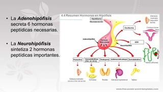 • La Adenohipófisis
secreta 6 hormonas
peptídicas necesarias.
• La Neurohipófisis
sintetiza 2 hormonas
peptídicas importantes.
 