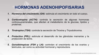 HORMONAS ADENOHIPOFISARIAS
1. Hormona del crecimiento (GH): estimula el crecimiento en todo el cuerpo.
2. Corticotropina (ACTH): controla la secreción de algunas hormonas
corticosuprarrenales, que afectan al metabolismo de la glucosa, lípidos y
proteínas.
3. Tirotropina (TSH): controla la secreción de Tiroxina y Triyodotironina.
4. Prolactina (PRL): estimula el desarrollo de las glándulas mamarias y la
producción de leche.
5. Gonadotropicas (FSH y LH): controlan el crecimiento de los ovarios y
testículos, así como su actividad hormonal y reproductora.
 