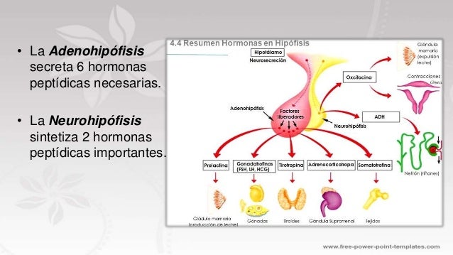 Hipófisis