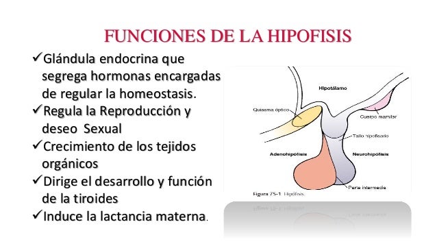 Generalidades de Hipófisis
