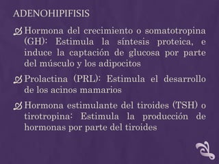AdenohipifisisHormona del crecimiento o somatotropina (GH): Estimula la síntesis proteica, e induce la captación de glucosa por parte del músculoy los adipocitosProlactina (PRL): Estimula el desarrollo de los acinos mamariosHormona estimulante del tiroides (TSH) o tirotropina: Estimula la producción de hormonas por parte del tiroides