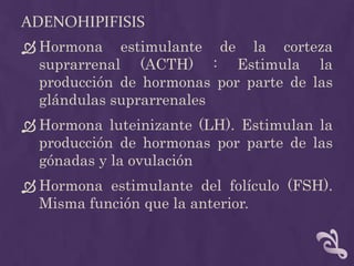 AdenohipifisisHormona estimulante de la corteza suprarrenal (ACTH) : Estimula la producción de hormonas por parte de las glándulas suprarrenalesHormona luteinizante (LH). Estimulan la producción de hormonas por parte de las gónadas y la ovulaciónHormona estimulante del folículo (FSH). Misma función que la anterior.