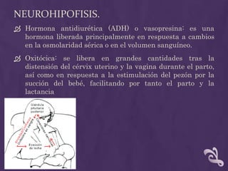 Neurohipofisis.Hormona antidiurética (ADH) o vasopresina: es una hormona liberada principalmente en respuesta a cambios en la osmolaridad sérica o en el volumen sanguíneo.Oxitócica: se libera en grandes cantidades tras la distensión del cérvix uterino y la vagina durante el parto, así como en respuesta a la estimulación del pezón por la succión del bebé, facilitando por tanto el parto y la lactancia