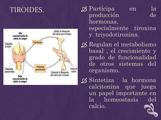 Tiroides.Participa en la producción de hormonas, especialmente tiroxina  y  triyodotironina.Regulan el metabolismo basal , el crecimiento y grado de funcionalidad de otros sistemas del organismo.Sintetiza  la hormona   calcitonina que juega un papel importante en la homeostasis del calcio.