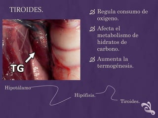 Tiroides.Regula consumo de oxigeno.Afecta el metabolismo de hidratos de carbono.Aumenta la termogénesis.HipotálamoHipófisis.Tiroides.