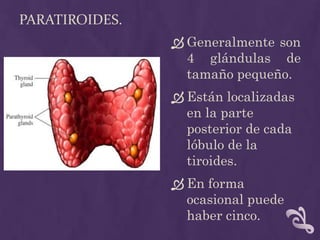 Paratiroides.Generalmente son 4 glándulas de tamaño pequeño.Están localizadas en la parte posterior de cada lóbulo de la  tiroides. En forma ocasional puede haber cinco.