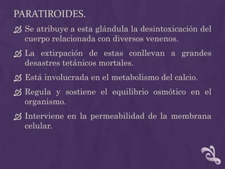 Paratiroides.Se atribuye a esta glándula la desintoxicación del cuerpo relacionada con diversos venenos.La extirpación de estas conllevan a grandes desastres tetánicos mortales.Está involucrada en el metabolismo del calcio.Regula y sostiene el equilibrio osmótico en el organismo.Interviene en la permeabilidad de la membrana celular.