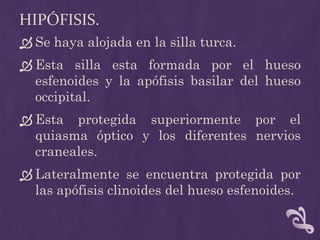 Hipófisis.Se haya alojada en la silla turca.Esta silla esta formada por el hueso esfenoides y la apófisis basilar del hueso occipital. Esta protegida superiormente por el quiasma óptico y los diferentes nervios craneales.Lateralmente se encuentra protegida por las apófisis clinoides del hueso esfenoides.